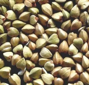 buckwheat grain buckwheat grain