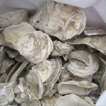 oyster shell