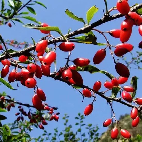 berberine fruit