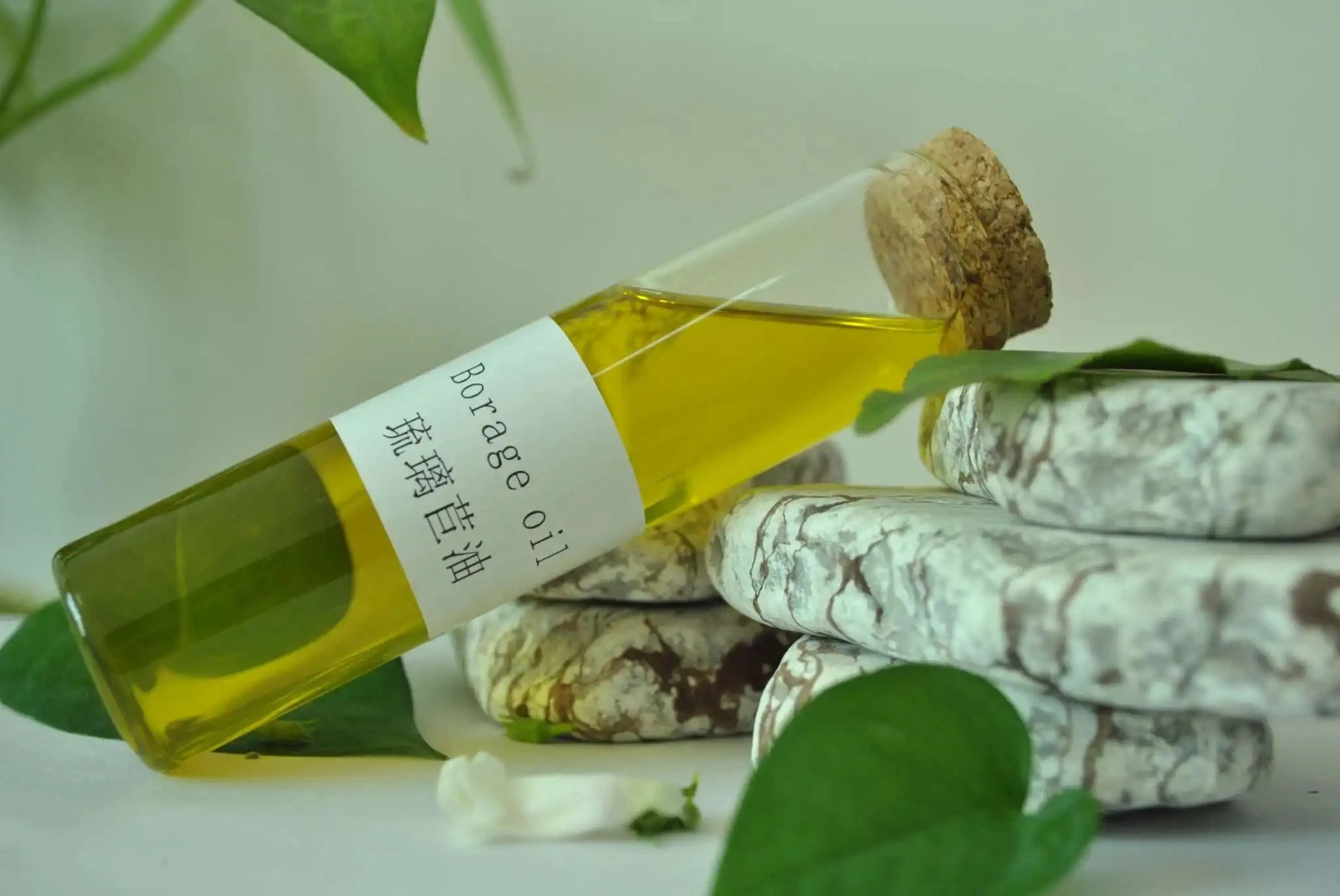borage extract oil